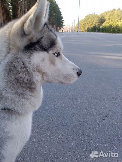 Щенки хаски бесплатно