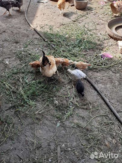 Утки,куры, петухи