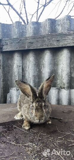 Кролики Фландр