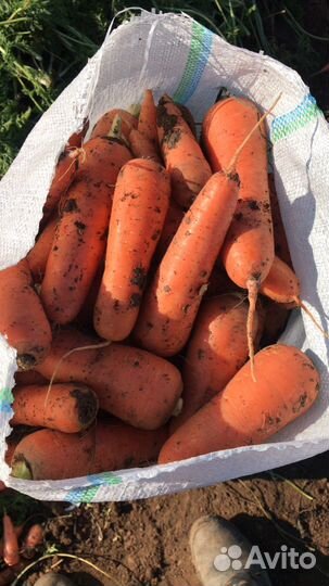 Морковь оптом