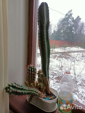 Большой кактус