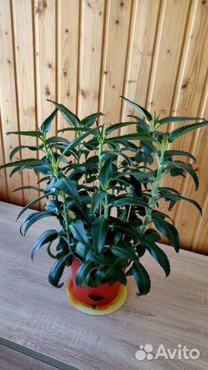 Калонхое 85 см с горшком