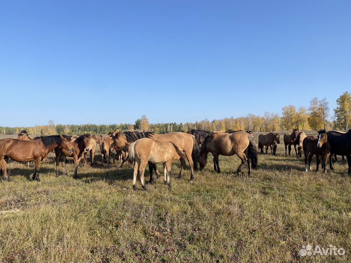 Лошади башкирской породы