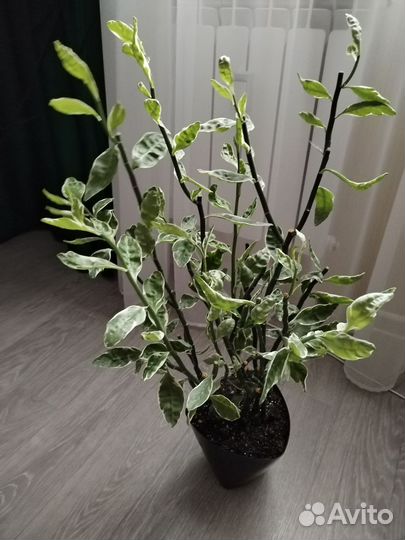 Педилантус