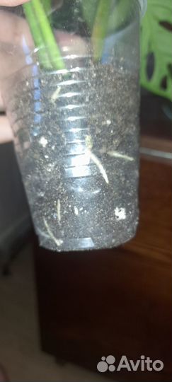 Монстера Манки Маск, косая