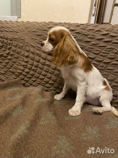 Кавалер Кинг Чарльз спаниель