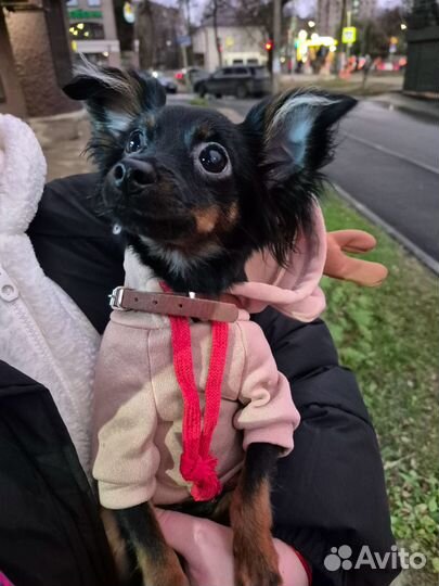 Вязка собак той-терьер