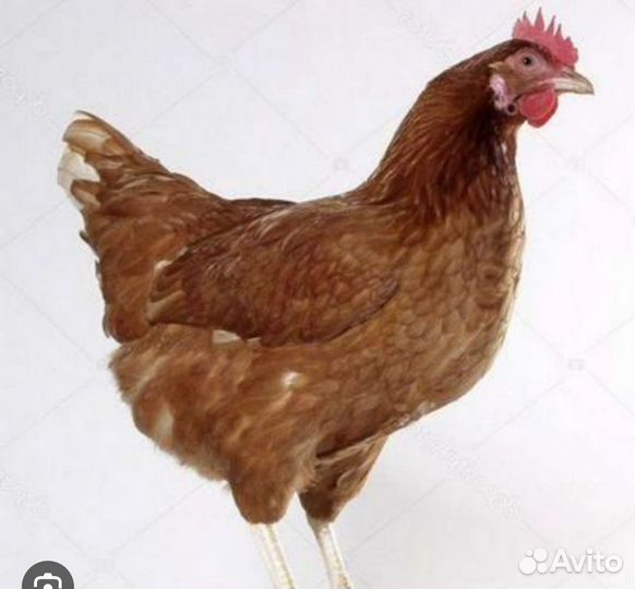 Цыплёнок суточный. Несушка