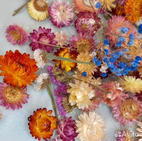 Сухоцветы Гелихризум, Статица, 2 см, 25 гр, 20 шт