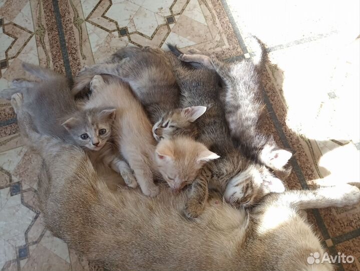 Котята в добрые руки