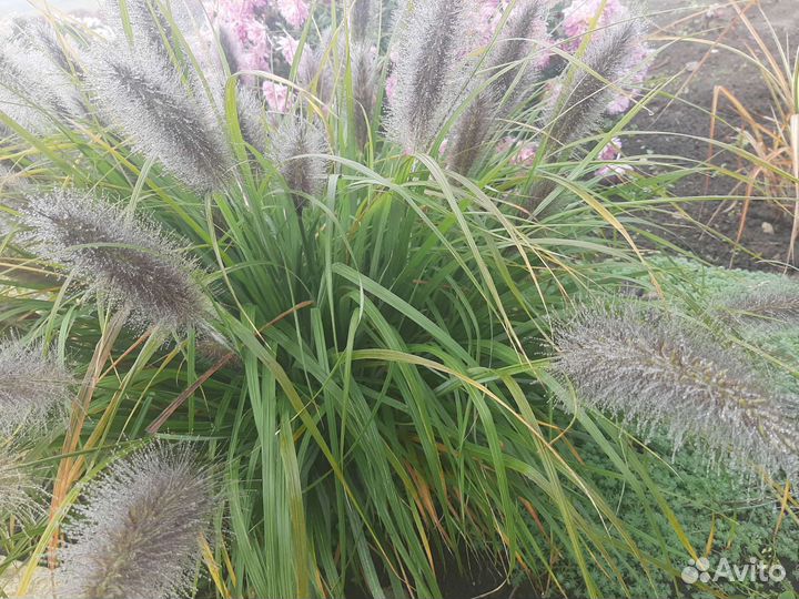 Декоративные злаки (паннисетум лисохвостный)