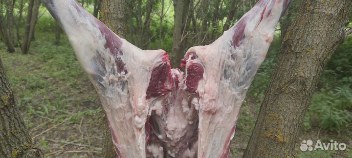 Мясо козлятина