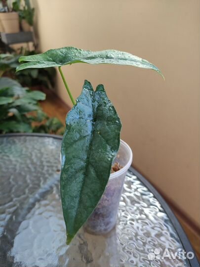 Алоказия хетерофила сильвер