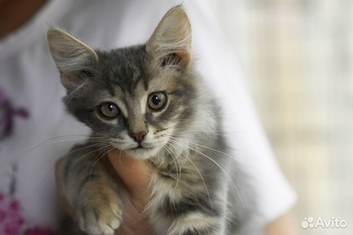 Котенок Бетти в добрые руки