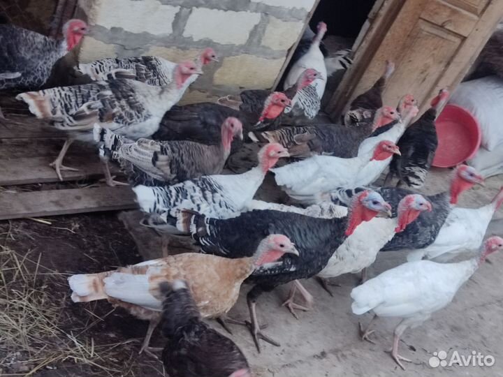 Индюки индюшата