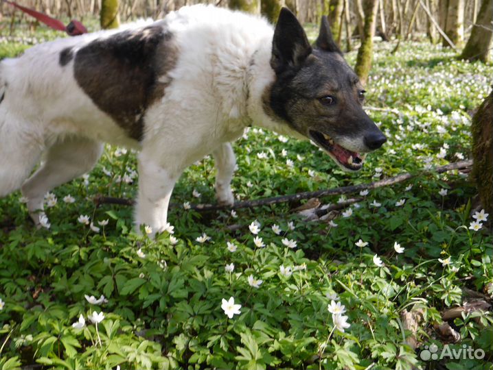 Собака Джуна