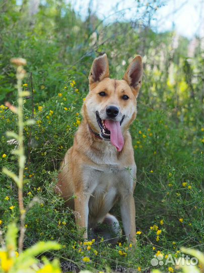 Собака Бука