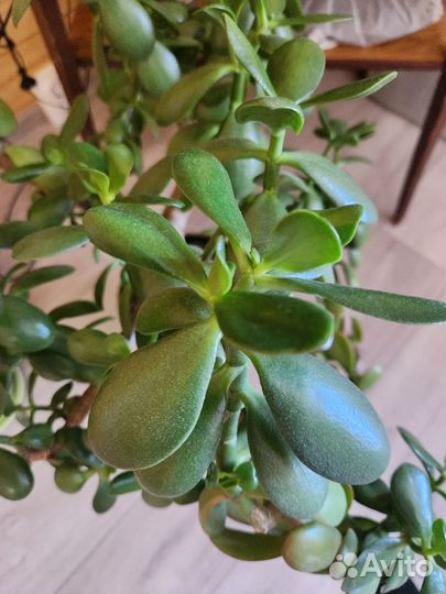 Крассула толстянка