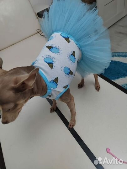 Одежда для маленьких собак