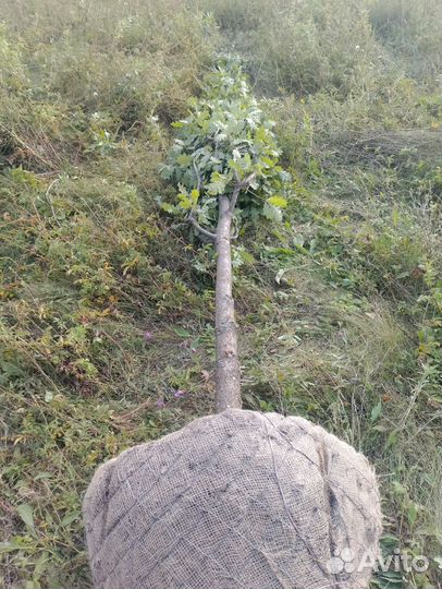 Дуб крупномер