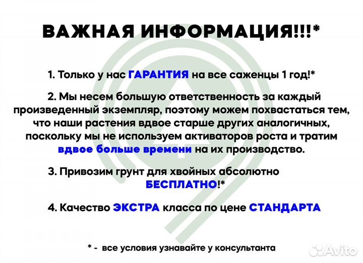 Туя. Из питомника