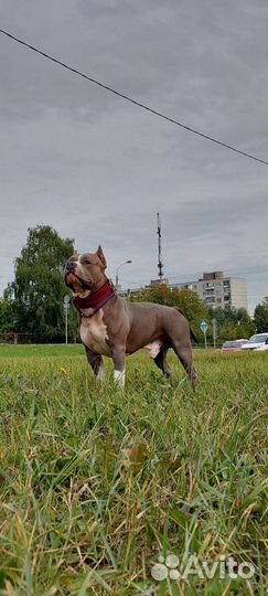 Вязка американский стаффордширский терьер