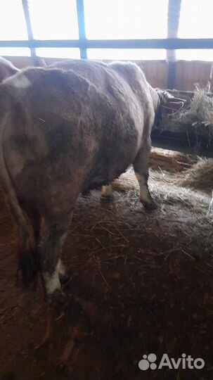 Продаются быки на доращивание