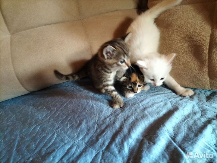 Котята в дар