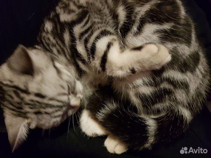 Кошка вязка
