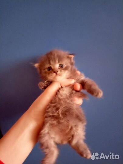 Шотландская вислоухая