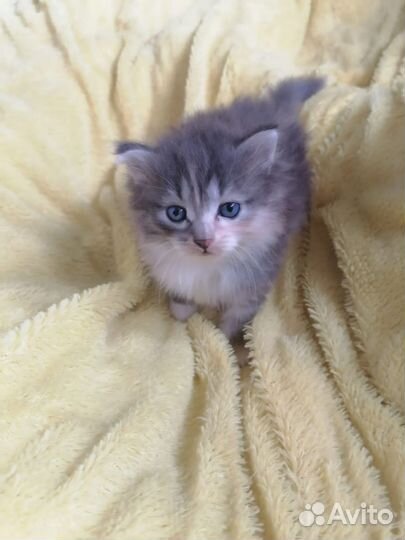 Отдам котенка бесплатно