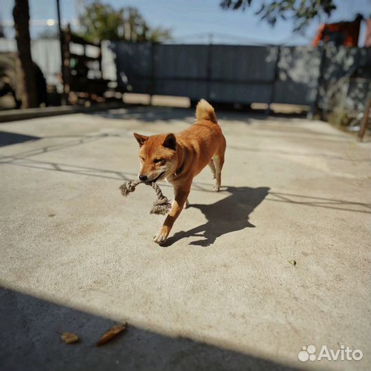 Вязка кобель сиба ину
