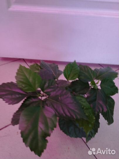 Цветущие комнатные растения