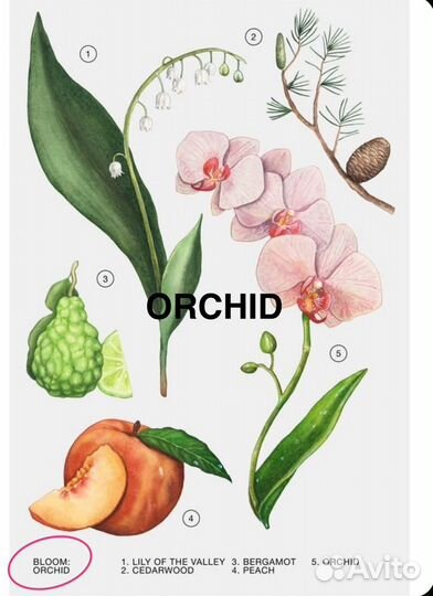 Orchid Gardenia набор zara духи 2* 30 мл