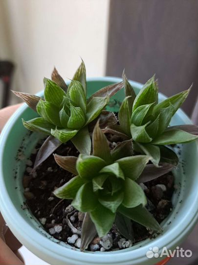 Хавортия(название утеряно)