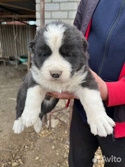 Среднеазиатская овчарка алабай щенки