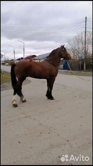 Продам жеребца