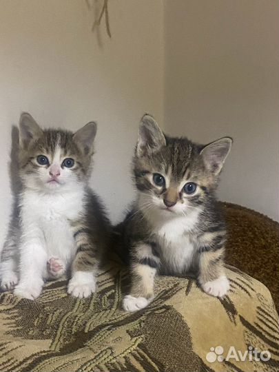 Котята мальчики