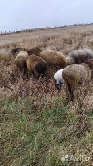 Бараны курдючные с овечками на разведение