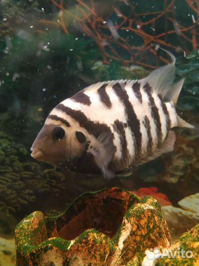 Аквариумные рыбки