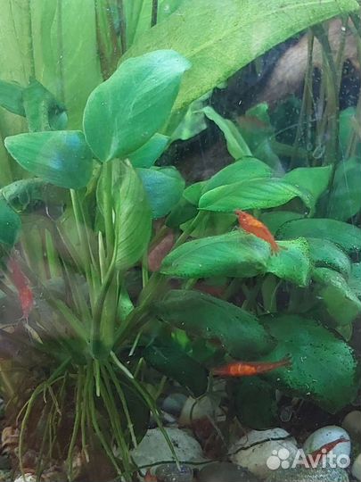 Аквариумные креветки черри