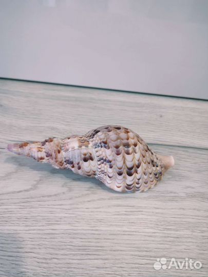 Морские ракушки раковины