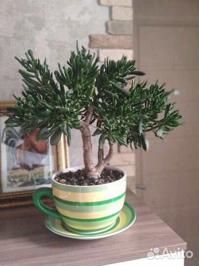 Крассула Голлум