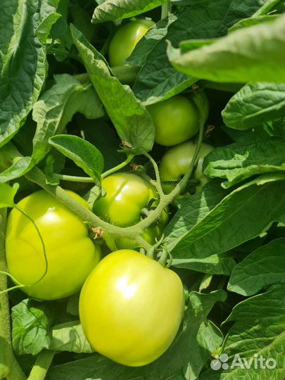 Помидор 