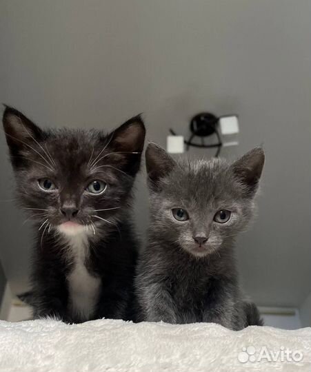 Отдам бесплатно котенка