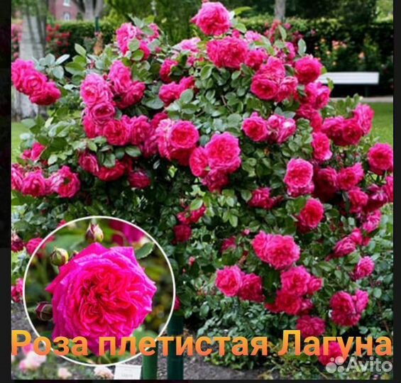 Роза плетистая