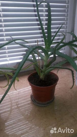 Алоэ лечебный