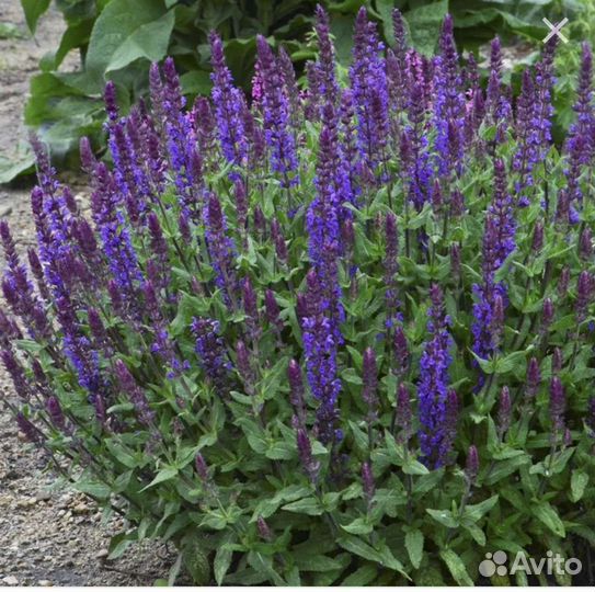 Шалфей дубравный