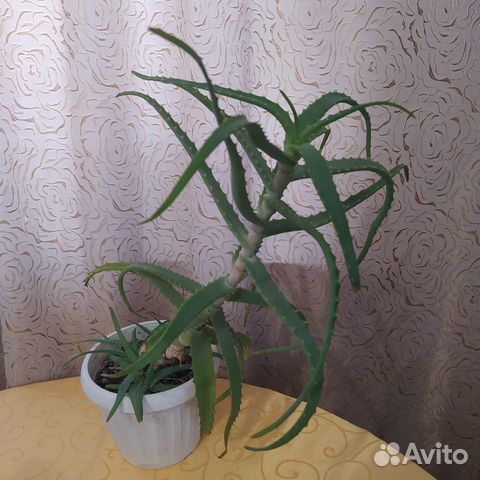 Алоэ лечебный