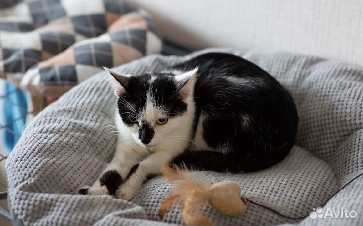 Монике нужен дом